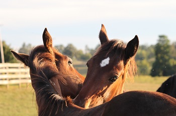 Foals